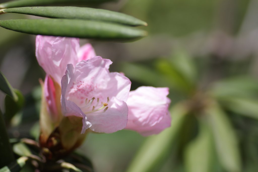 石楠花　開花。