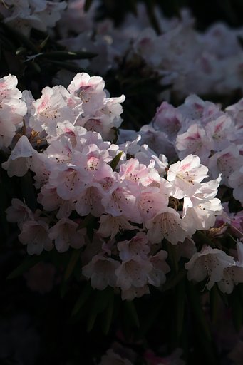 【美の国】５月のお題係募集