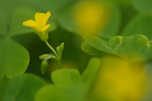 幸せの黄色い花