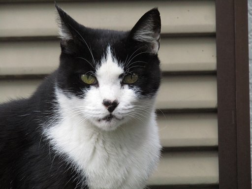 🐈命🐈　吾輩は猫である　見ればわかる　(;^_^A