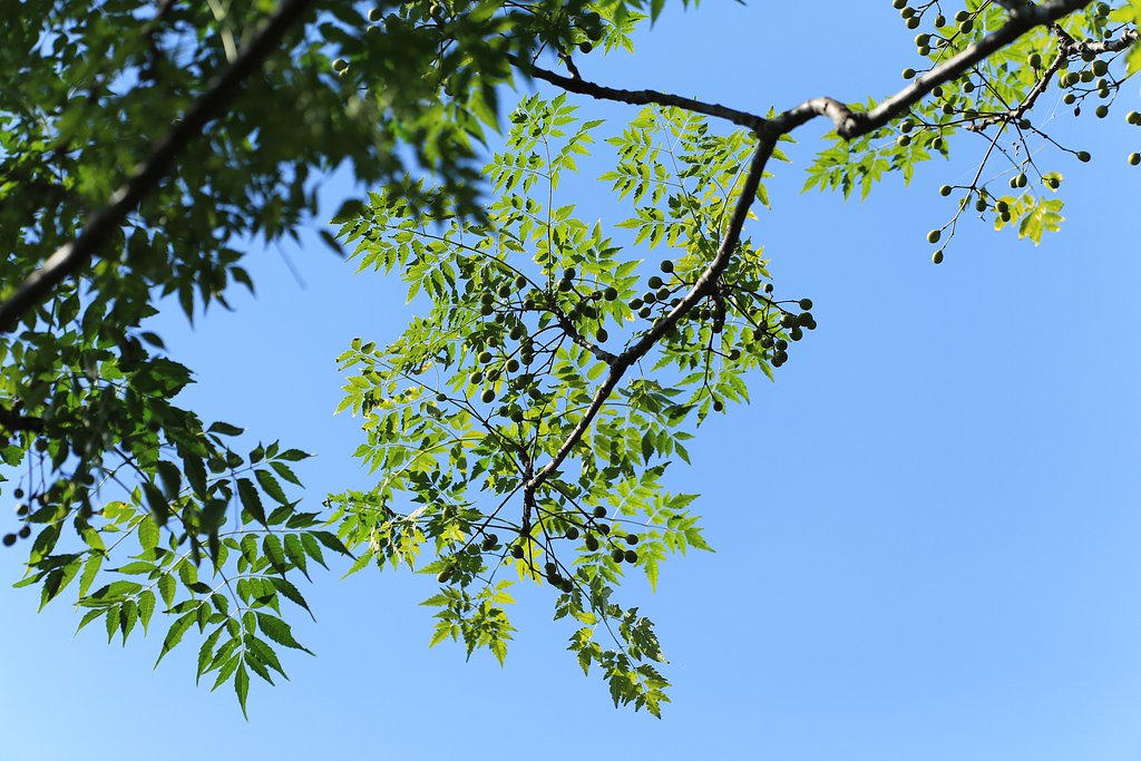 秋空に輝く実（センダン）