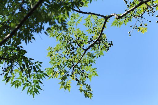 秋空に輝く実（センダン）