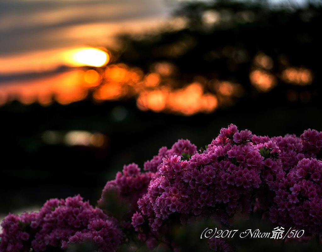 夕輝