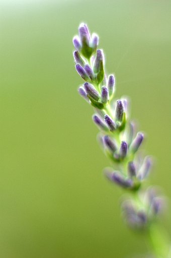 既に枯れてましたが