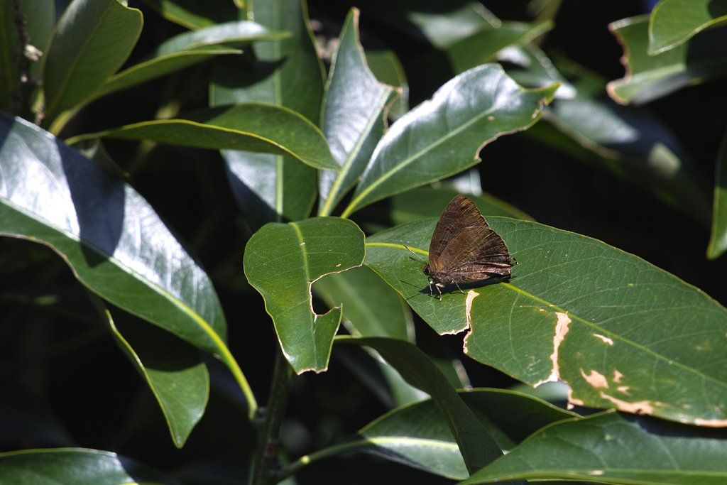 The Japanese Oakblue によく似た、この種も