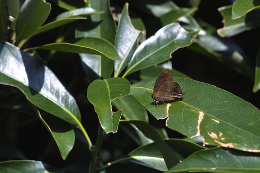 The Japanese Oakblue によく似た、この種も