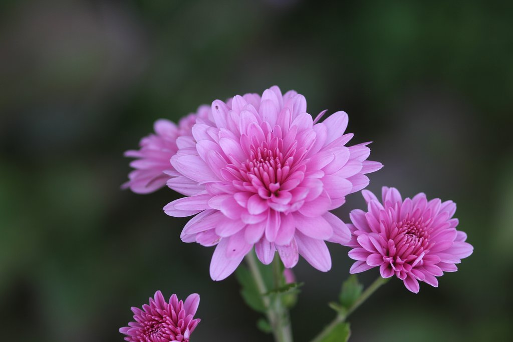 小さな菊のUP