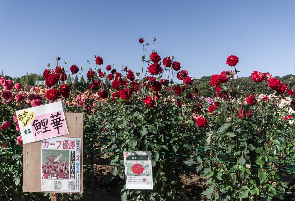 【命】鯉花