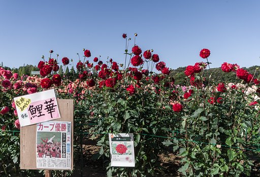 【命】鯉花