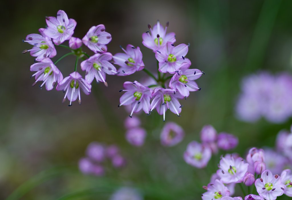 イトラッキョウ