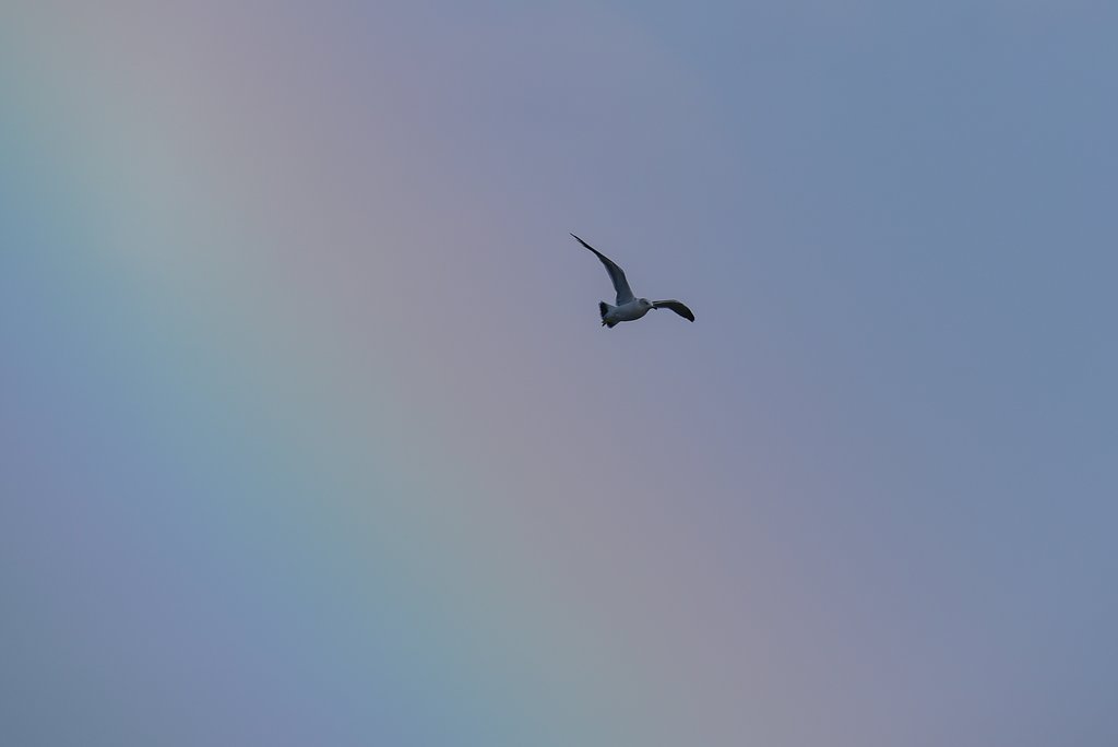 虹が出ました