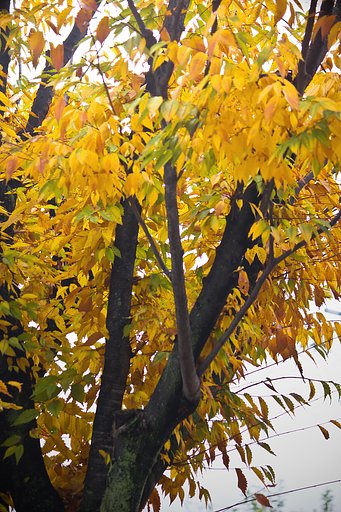 公園の黄葉模様