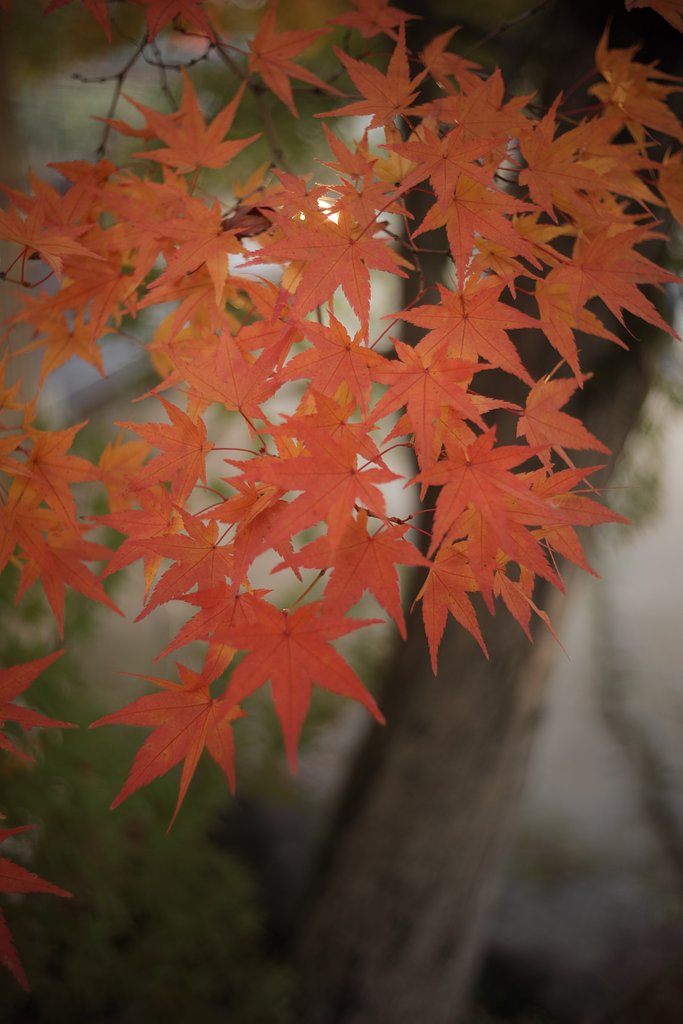 エルマリートR35mm