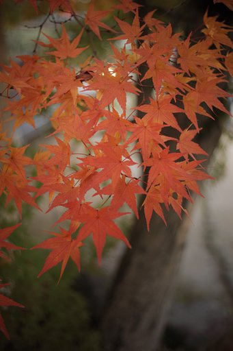 エルマリートR35mm