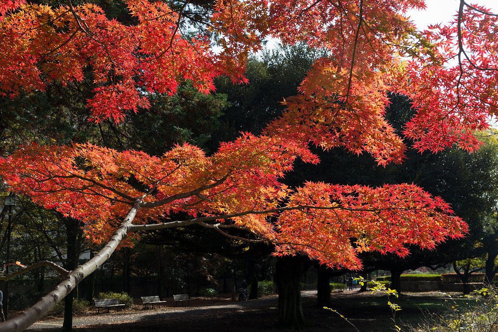 EF24-70mm F4 L IS