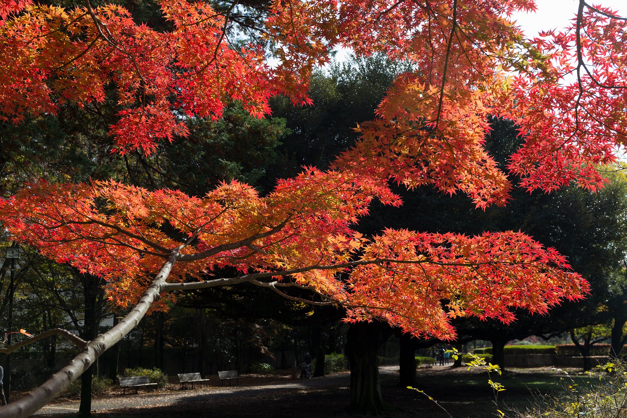EF24-70mm F4 L IS
