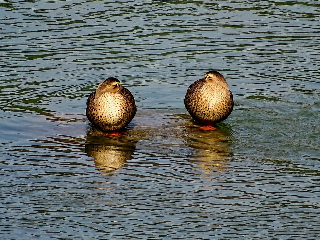 カルガモ