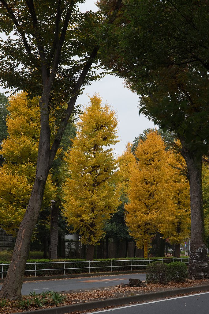 EF24-70mm F4 L IS