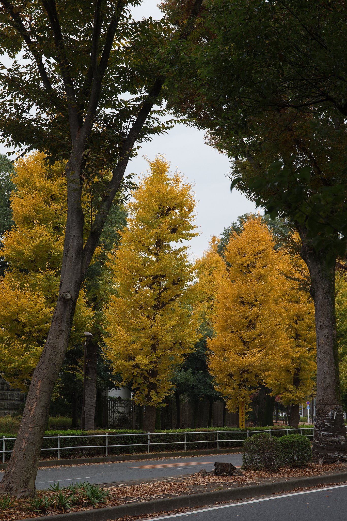 EF24-70mm F4 L IS