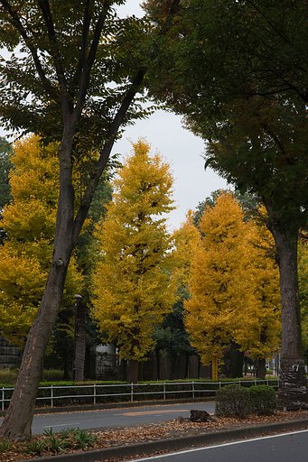 EF24-70mm F4 L IS