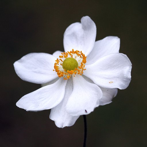 秋明菊　白