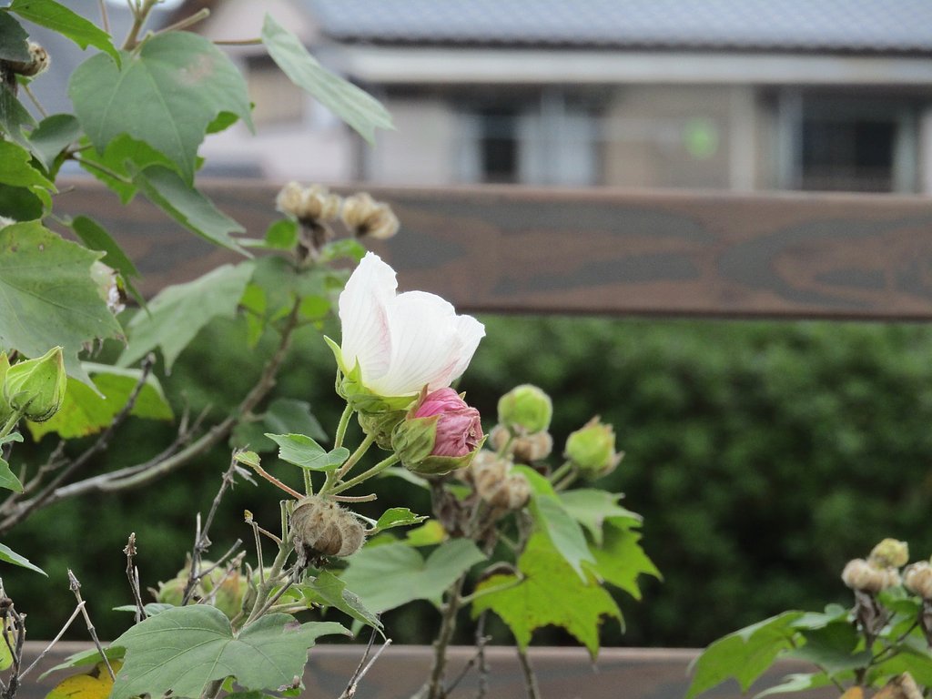 一見チュウリップの仲間に見えますが