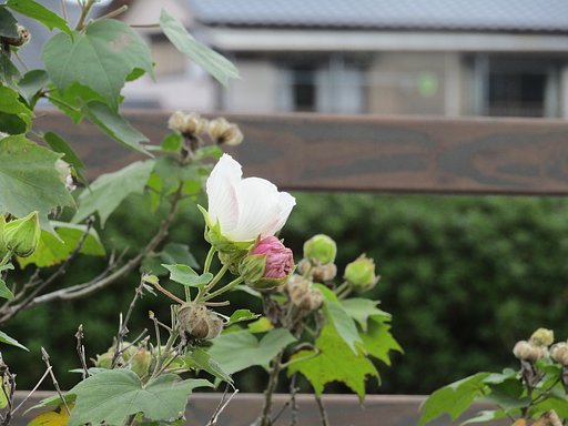 一見チュウリップの仲間に見えますが