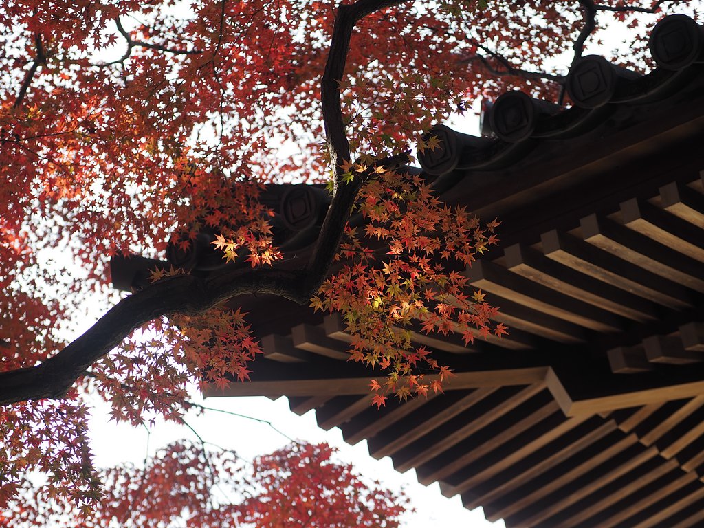 寡黙な紅葉