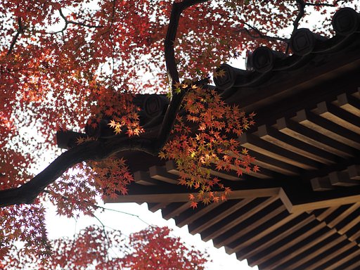 寡黙な紅葉