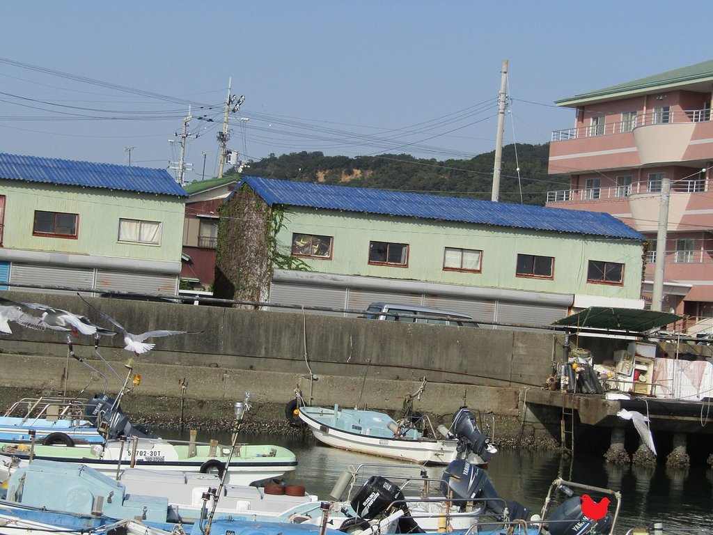 海鳥を空中で捉えました　ニコリッチ