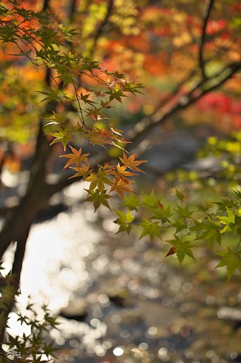 EF35 F1.4LⅡ