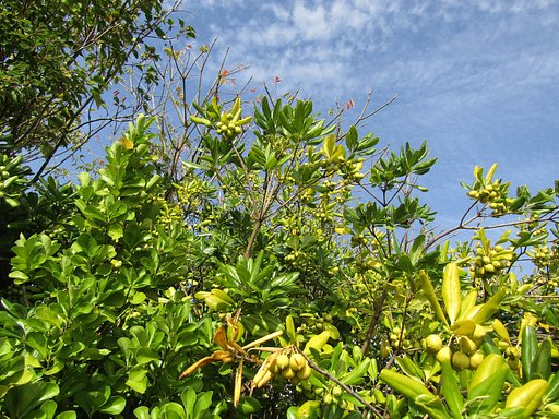 植物の勢いが凄いです、、ね