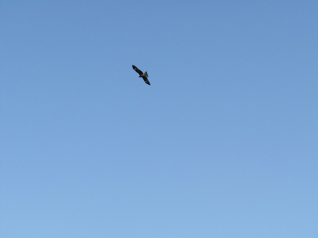 青空を一羽で占拠しています、、