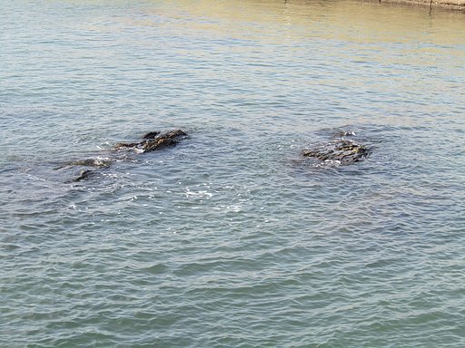 コバルトブルーの海が輝いています