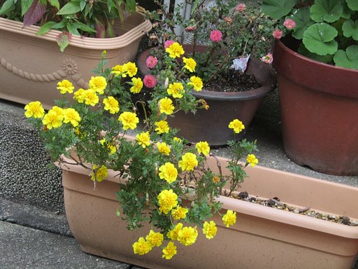 花壇は小さな宇宙かも