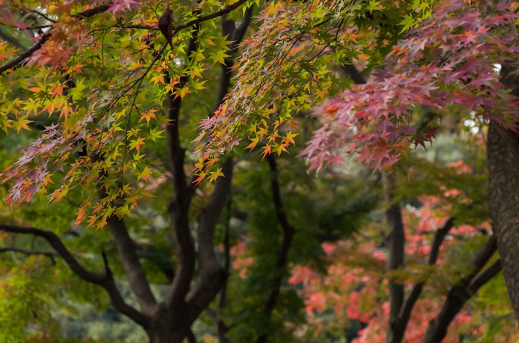 も・み・じ