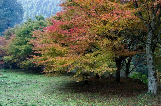 紅葉落葉