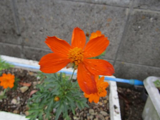 可愛そうに強風で花びらが一枚飛ばされて