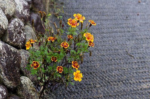 可憐な花！