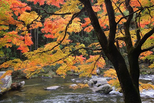 今日は紅葉撮り Ⅳ