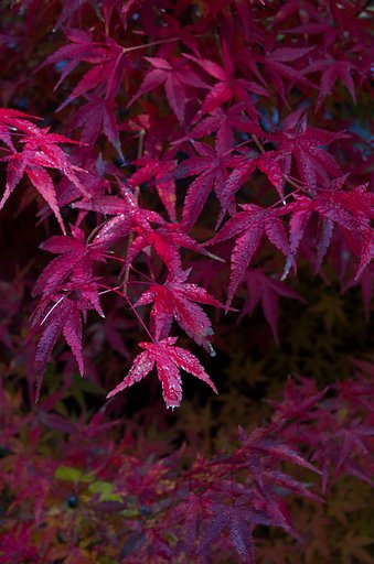 SIGMA 17-50mm F2.8 EX DC HSM 