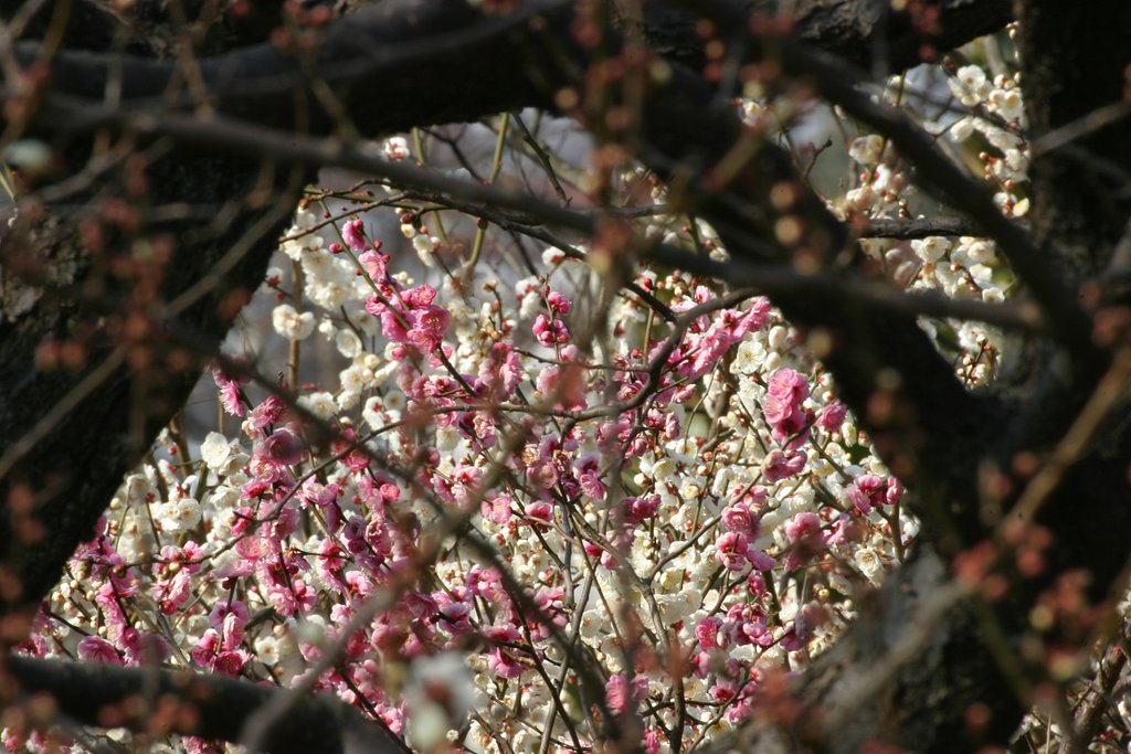梅便り：羽根木公園