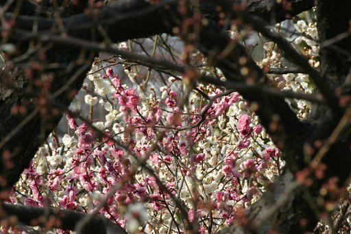 梅便り：羽根木公園