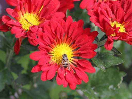 菊の花　２