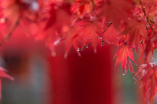 時の雫Ⅱ