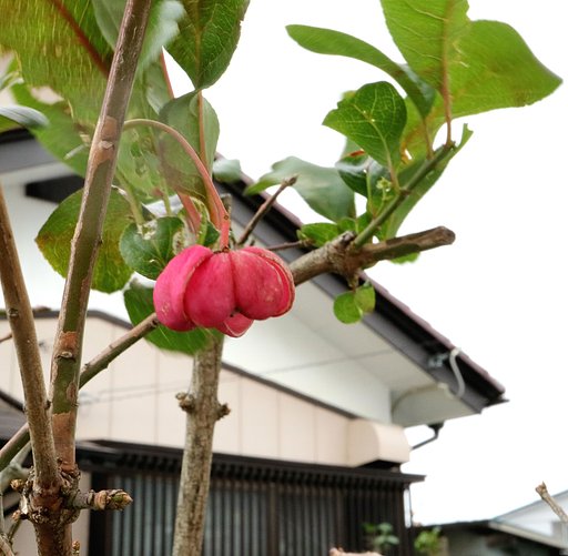 マユミの実