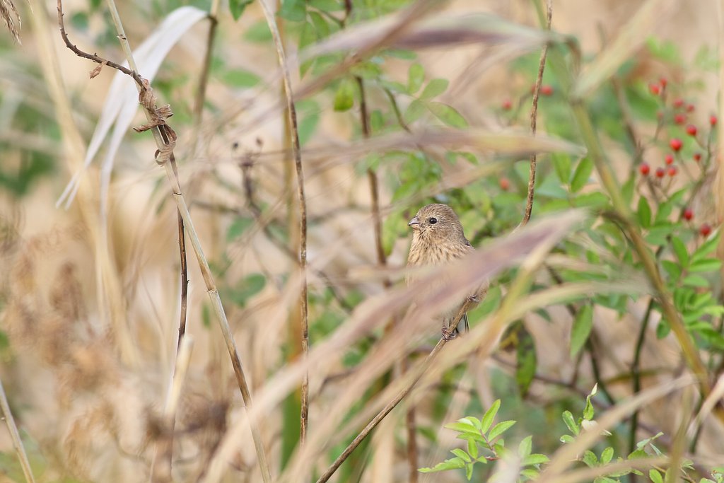ベニマシコ♀