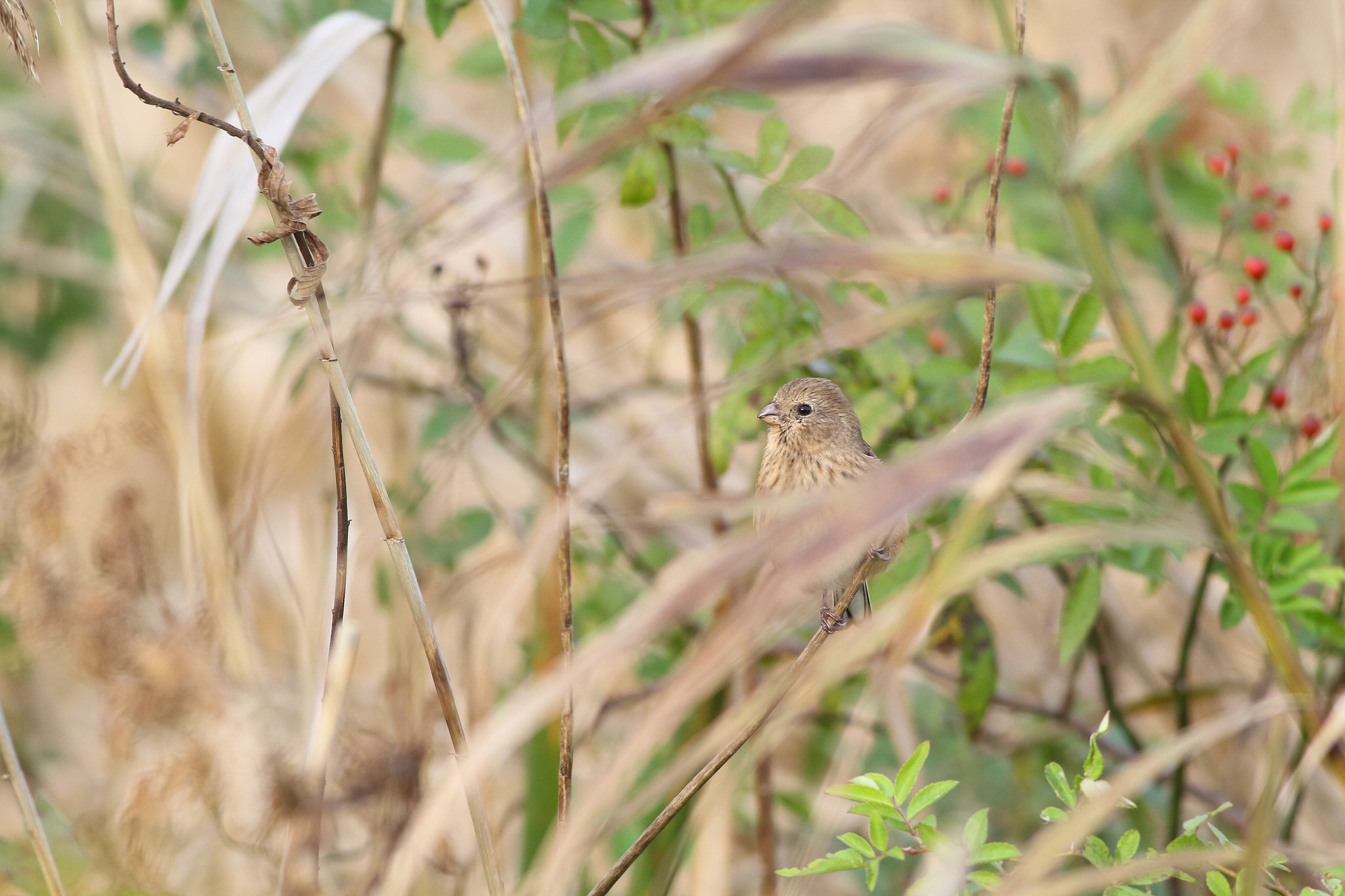 ベニマシコ♀