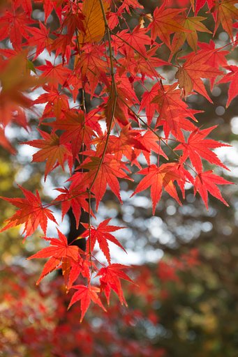 EF24-70mm F4 L IS