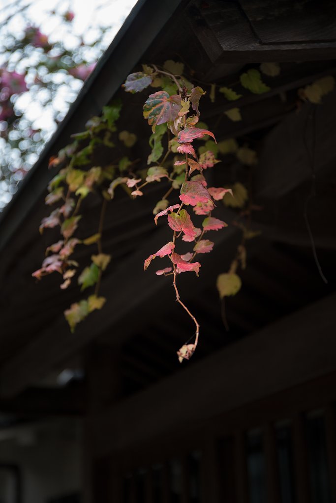 EF24-70mm F4 L IS